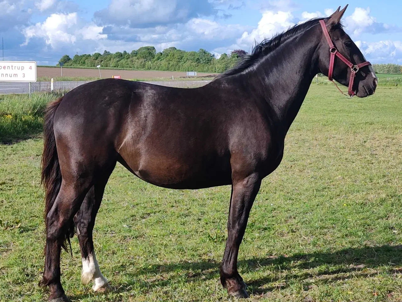 Billede 2 - Oldenborg hoppe 3 år 160 stg