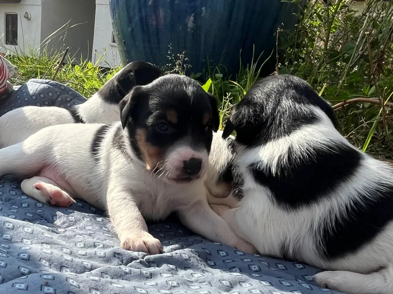 Billede 11 - Dansk-svensk hundehvalpe 