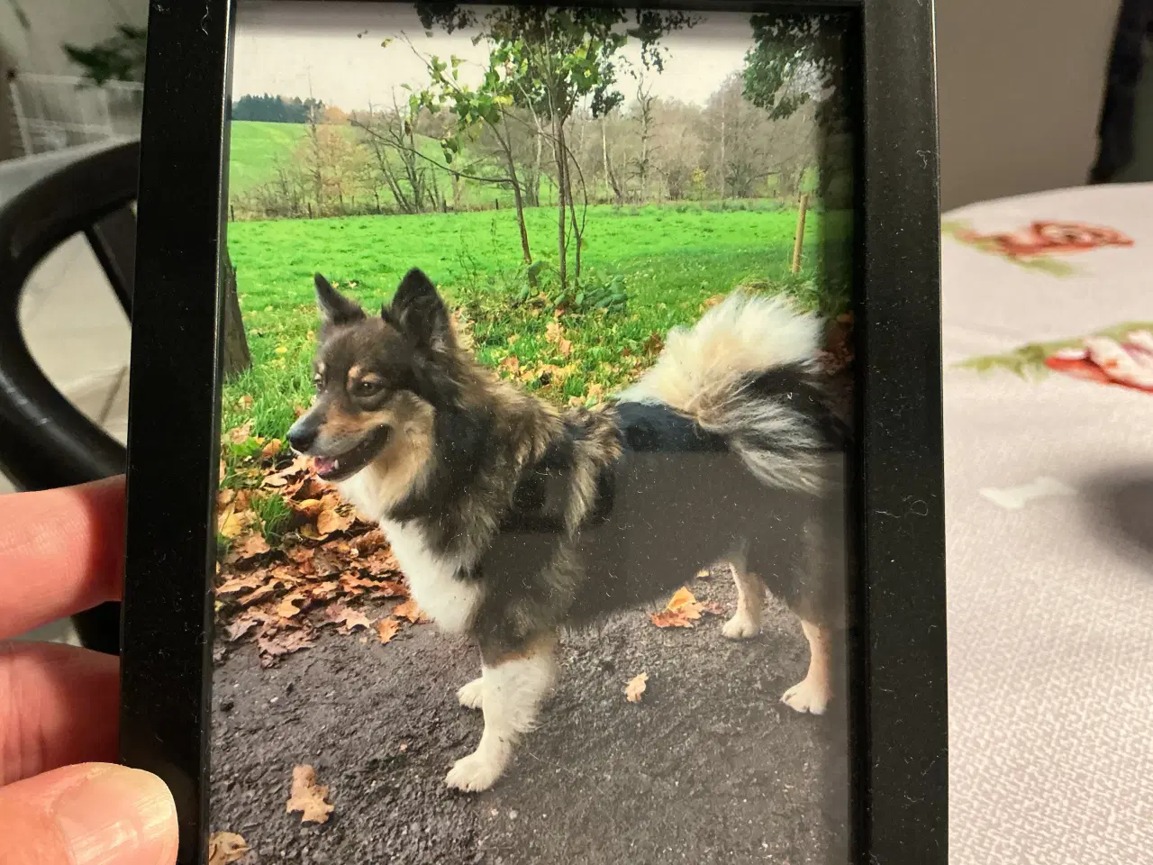 Billede 2 - Finsk lapphund/Islandsk fårehunde- hvalpe