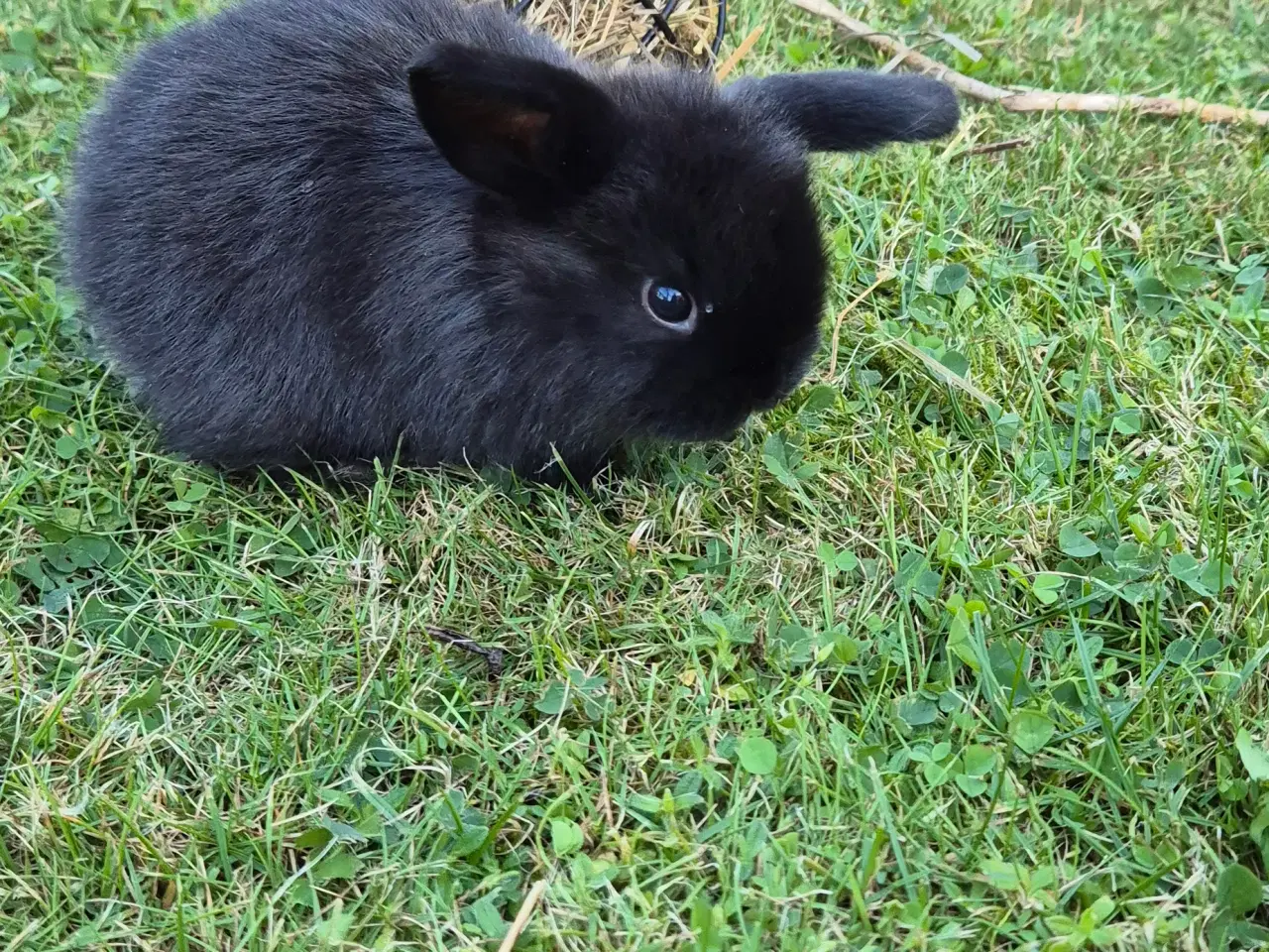 Billede 2 - Kaninunger mini lop 