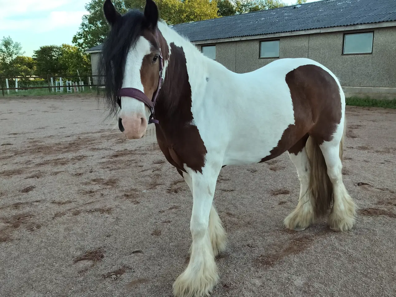 Billede 9 - Irish cob hoppe 