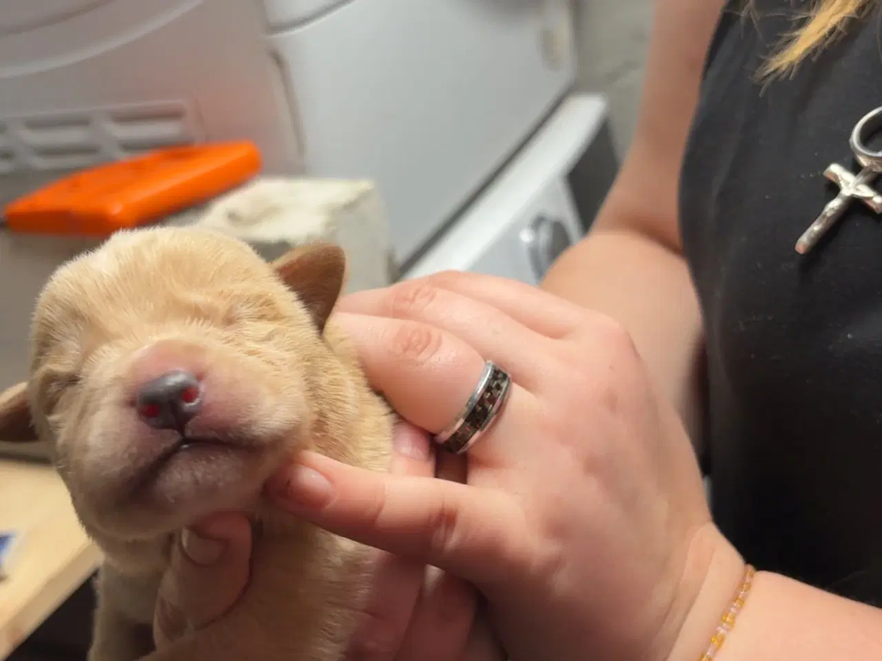 Billede 2 - Skønne hvalpe 