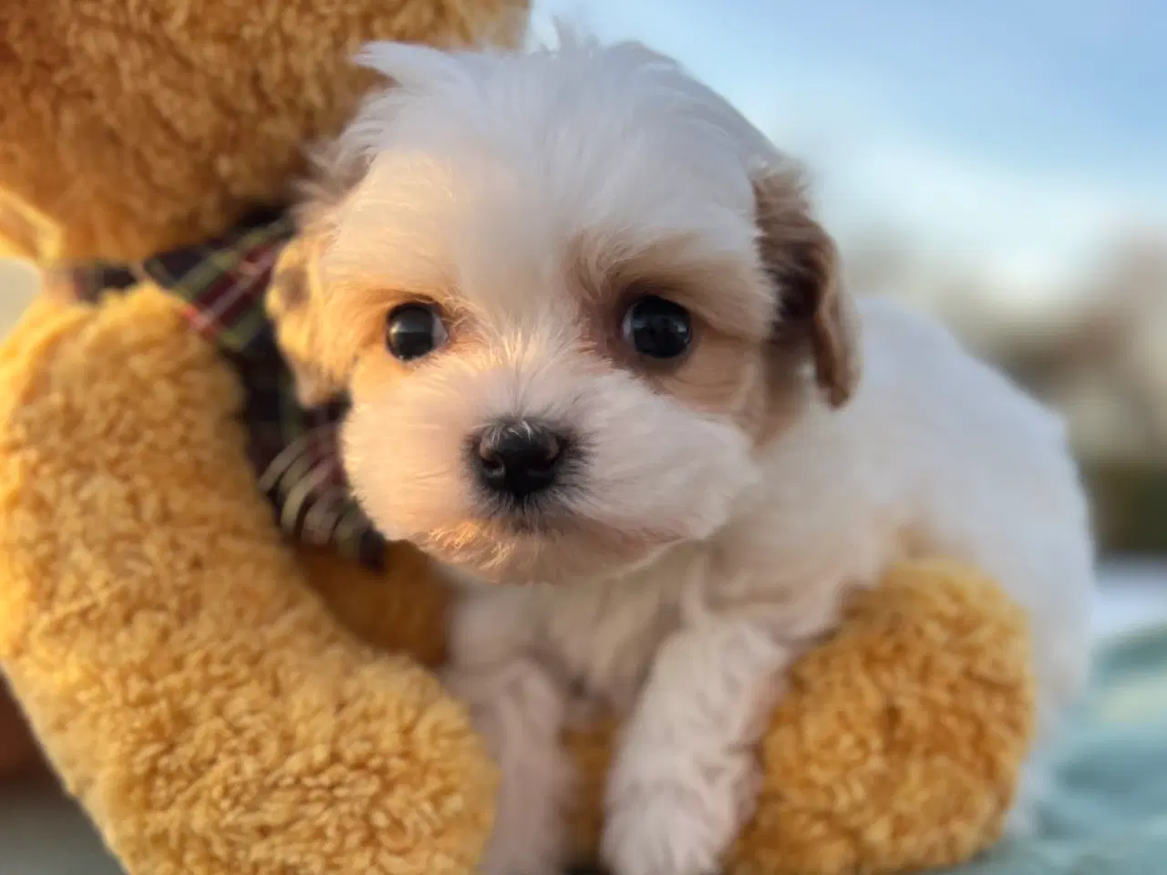 Billede 7 - Mini Maltipoo
