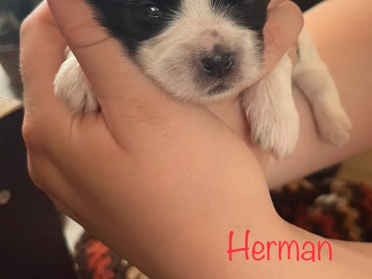 Billede 3 - Skønne shih tzu & bomulds hvalpe 