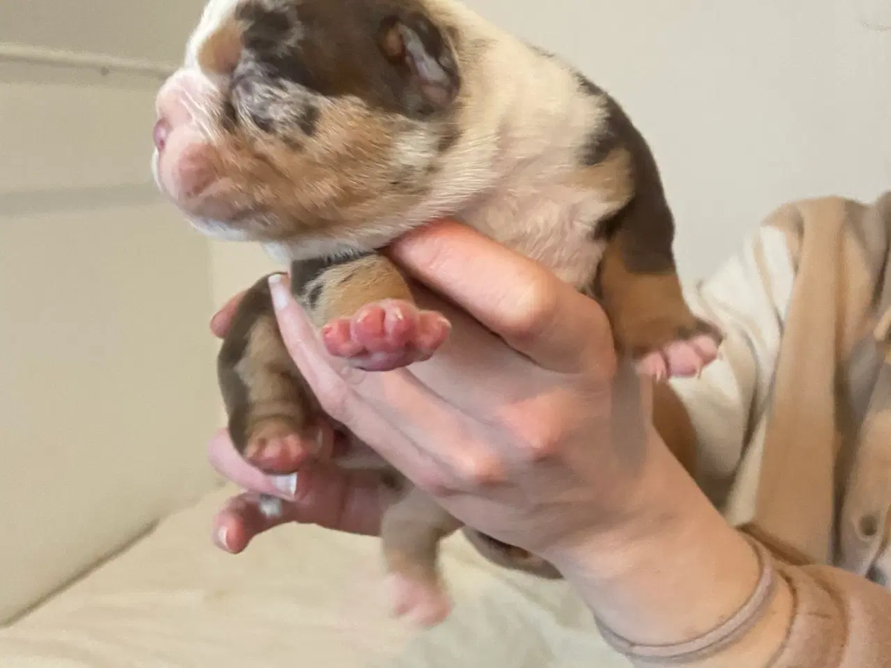 Billede 1 - New english bulldog 