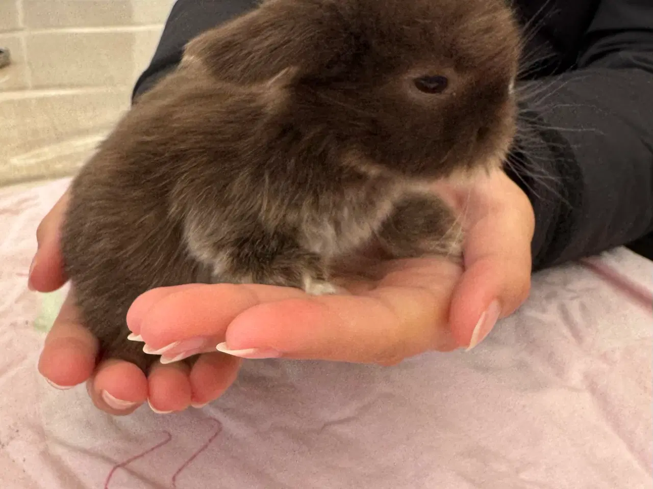 Billede 11 - Mini lop minilop