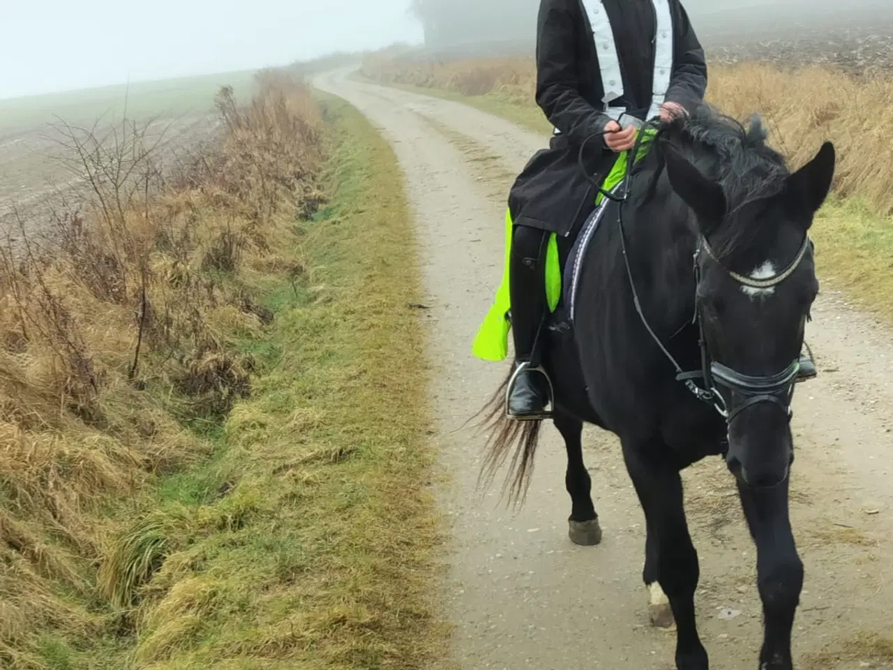Billede 3 - Oldenborger blandings Hoppe