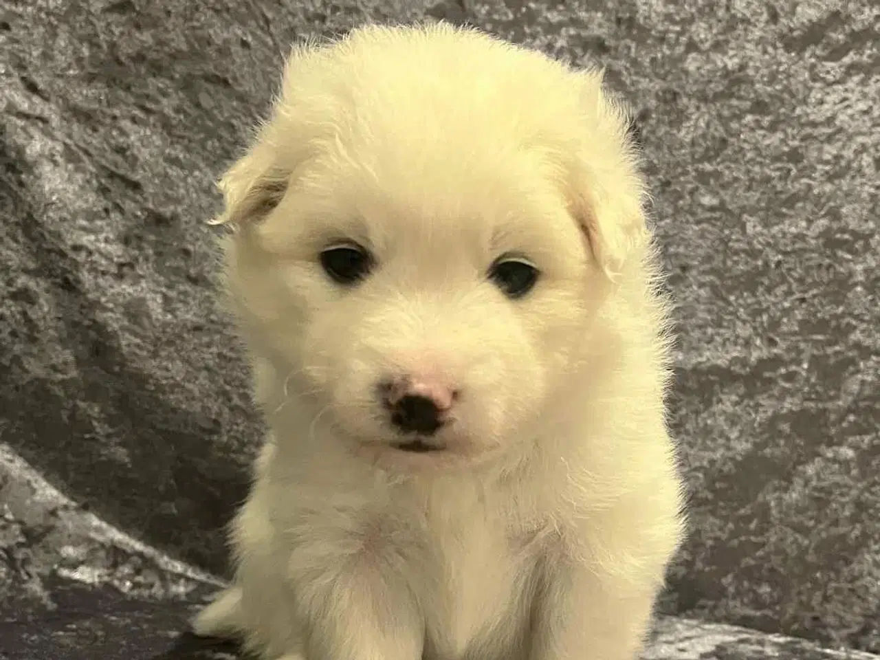 Billede 5 - Skønne & Søde Familie Bamser