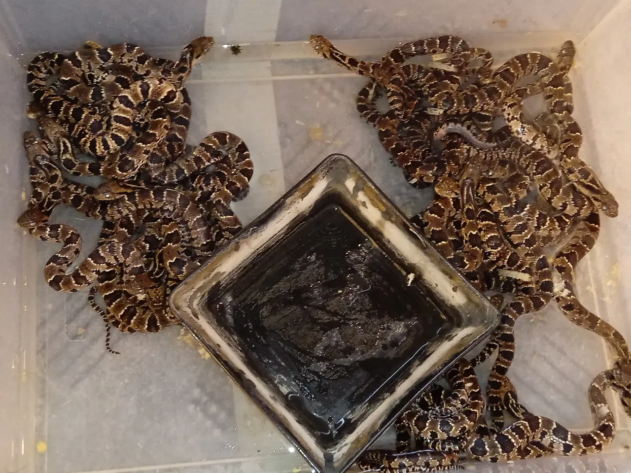 Billede 2 - Falske vandkobra  (hydrdynstes gigas)