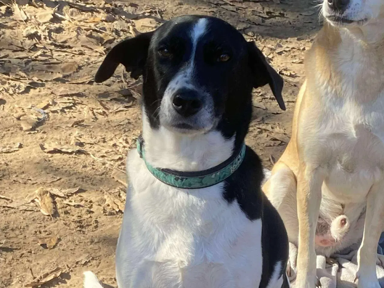 Billede 3 - Wilma søger familie! 🩷