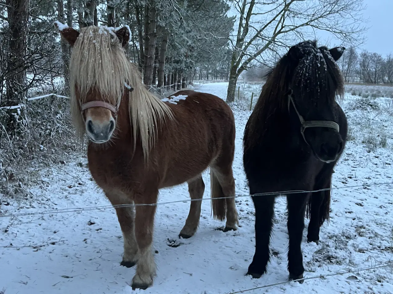 Billede 2 - Skøn islænder hoppe 14 år 