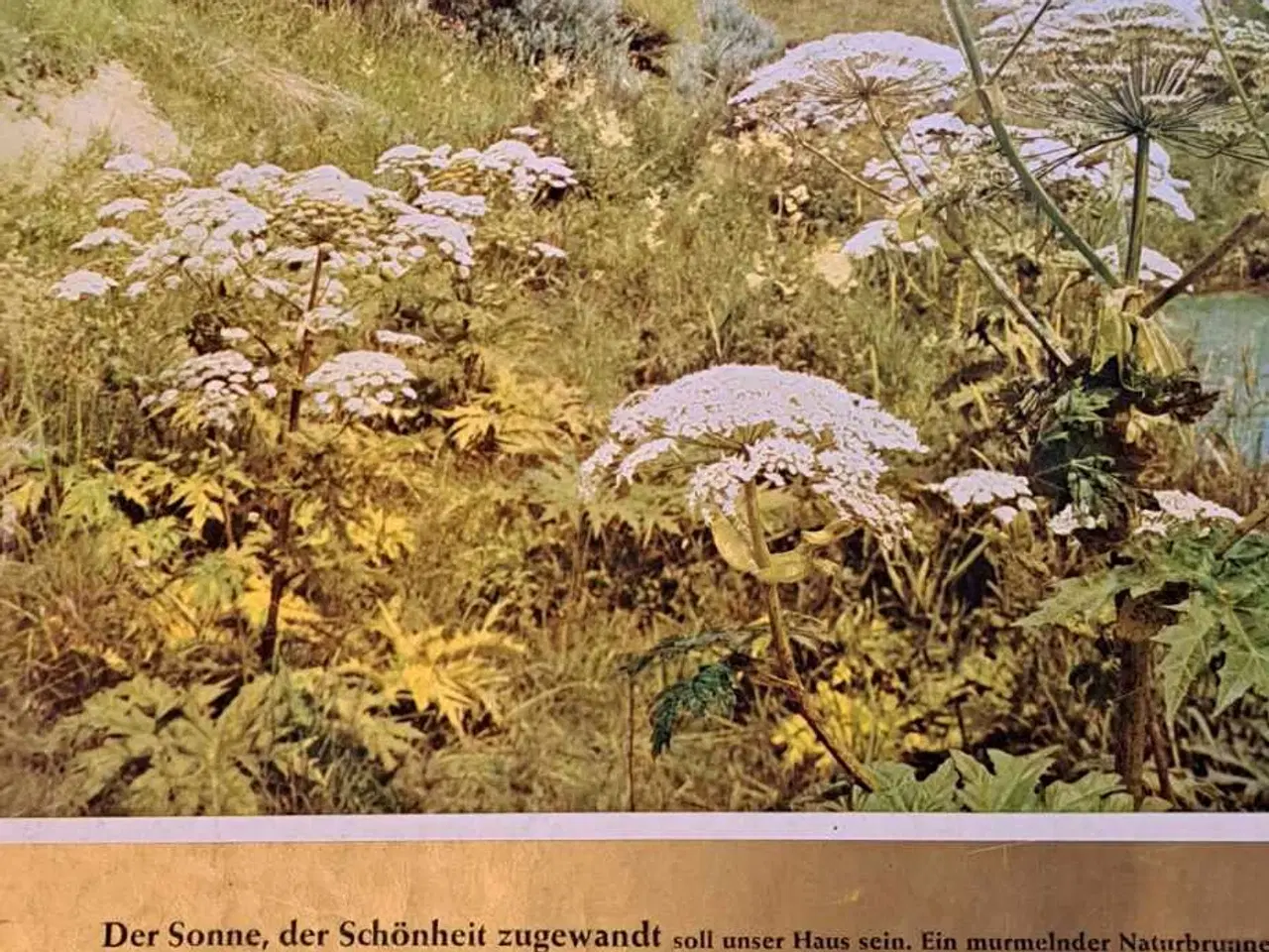 Billede 4 - 2 blade film und frau 1blad hedder architektur