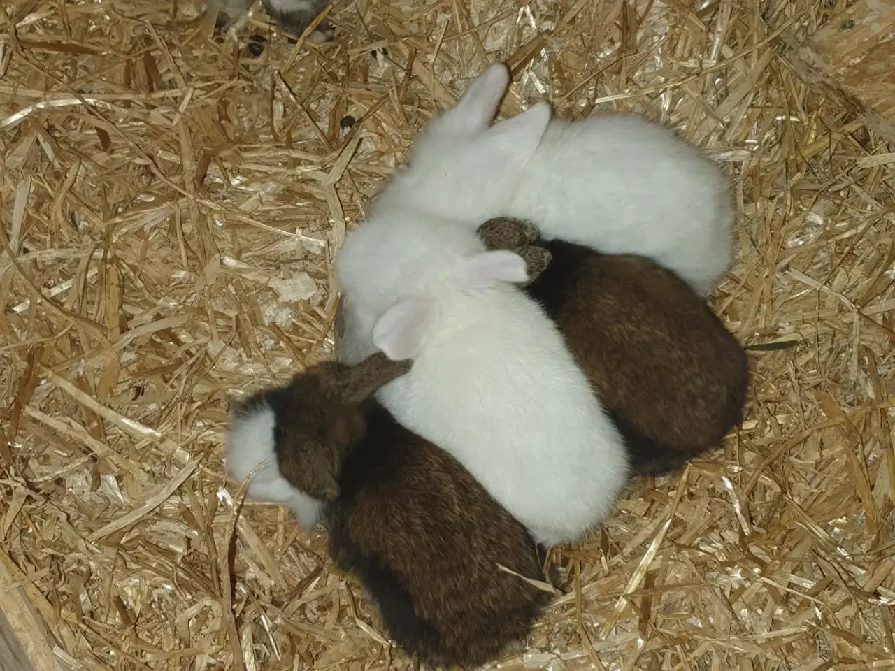Billede 4 - Dværgkaniner