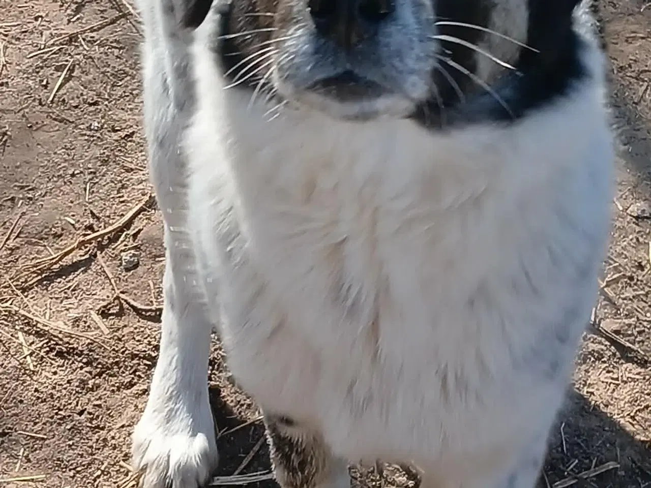 Billede 15 - Vidunderlige Lumos søger et hjem 🩷