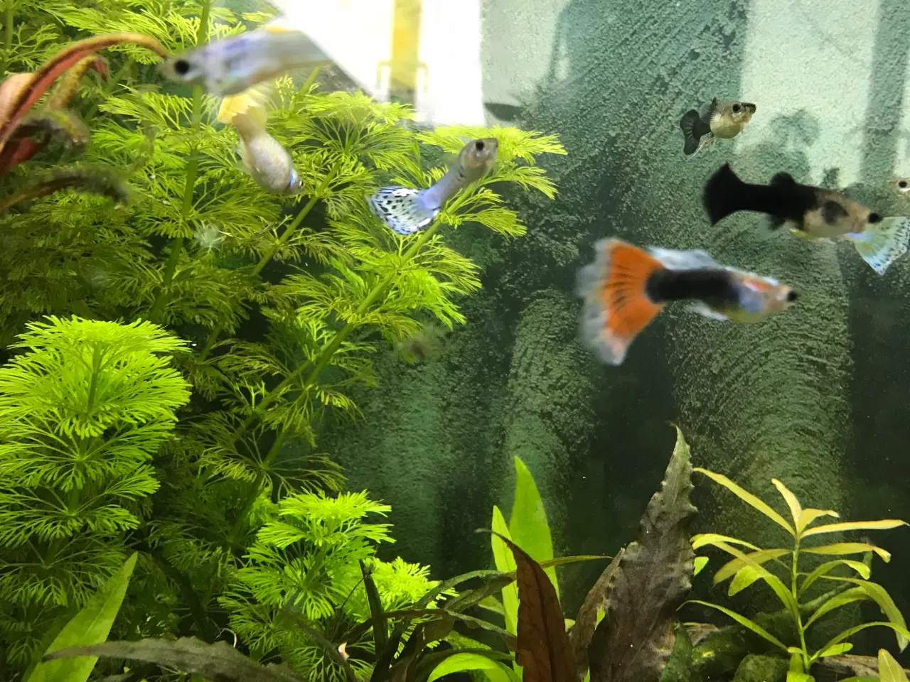 Billede 4 - 🐠 Guppyer – voksne flotte farver | Afhent Viby J