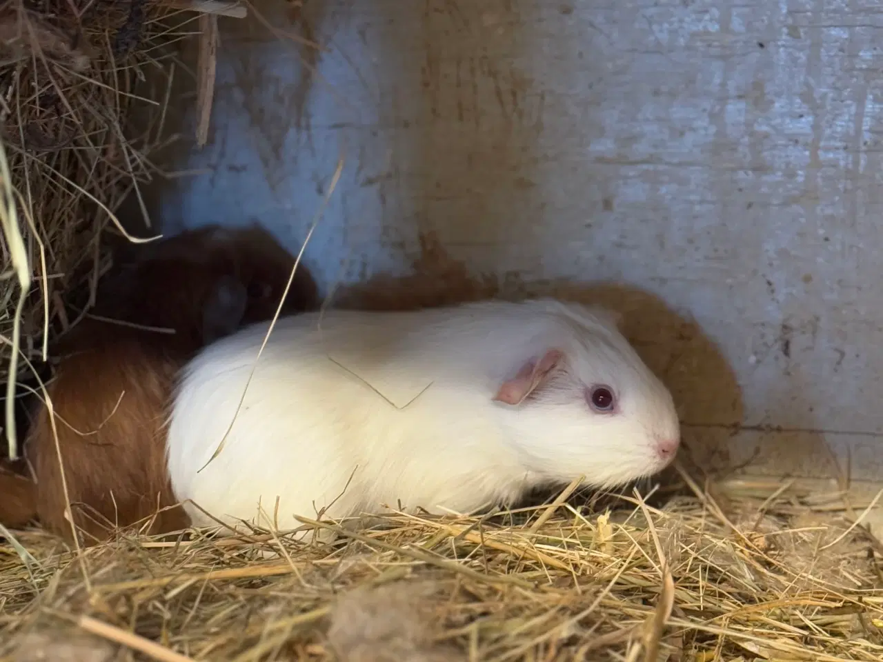 Billede 9 - California Marsvin 