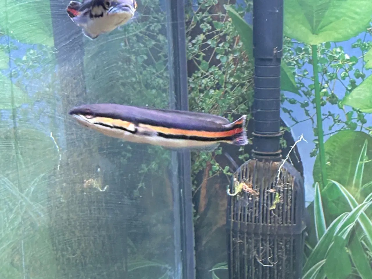 Billede 3 - Red snakehead (micropeltes)