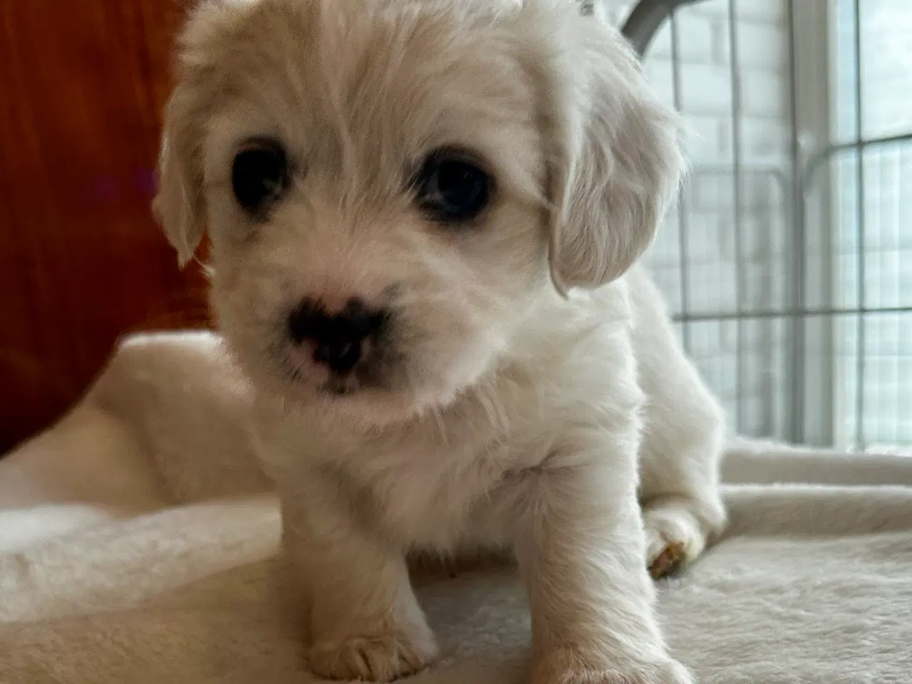 Billede 4 - Coton de Tulear blanding 