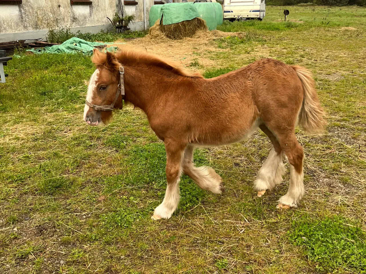 Billede 3 - Irish cob 3 for 1 pris 