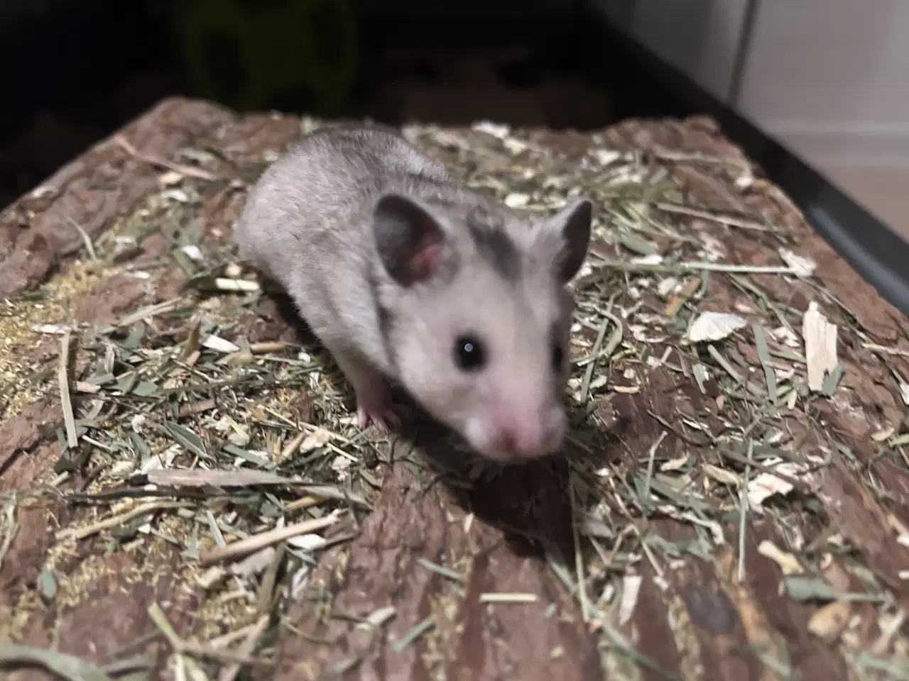 Billede 1 - Sibiriske guldhamster unger