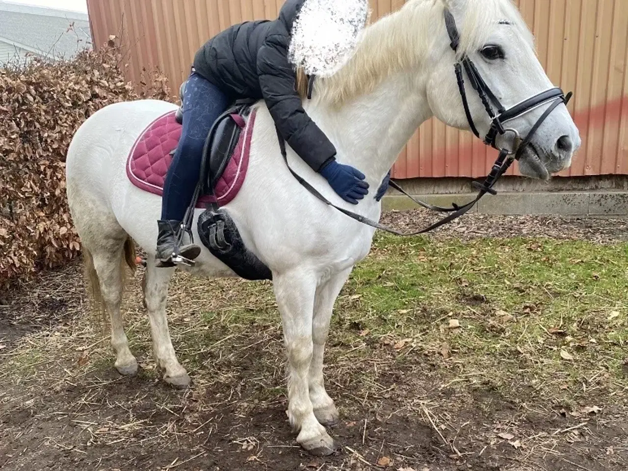 Billede 1 - Irsk pony sælges