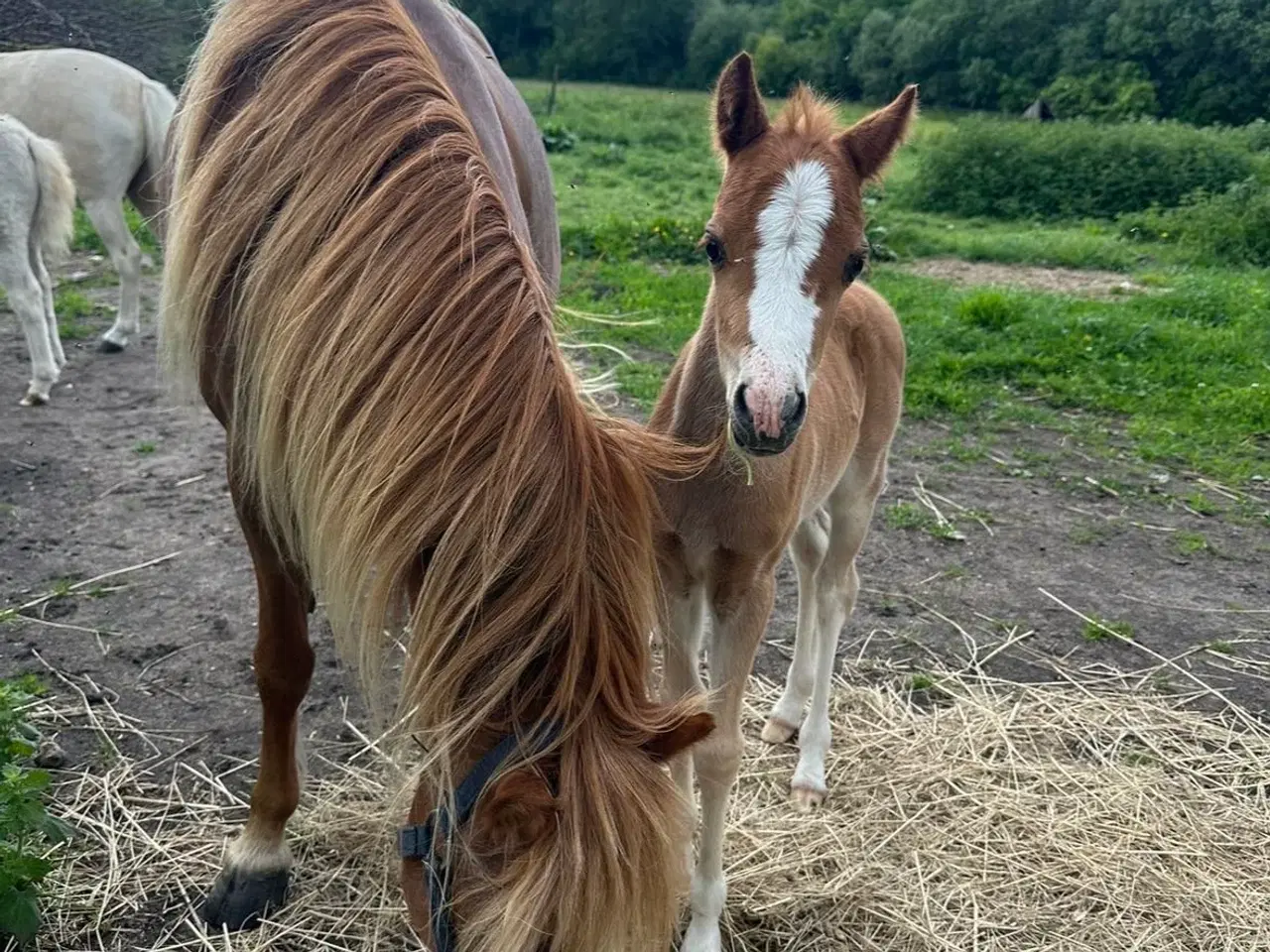 Billede 10 - Børne ponyen 