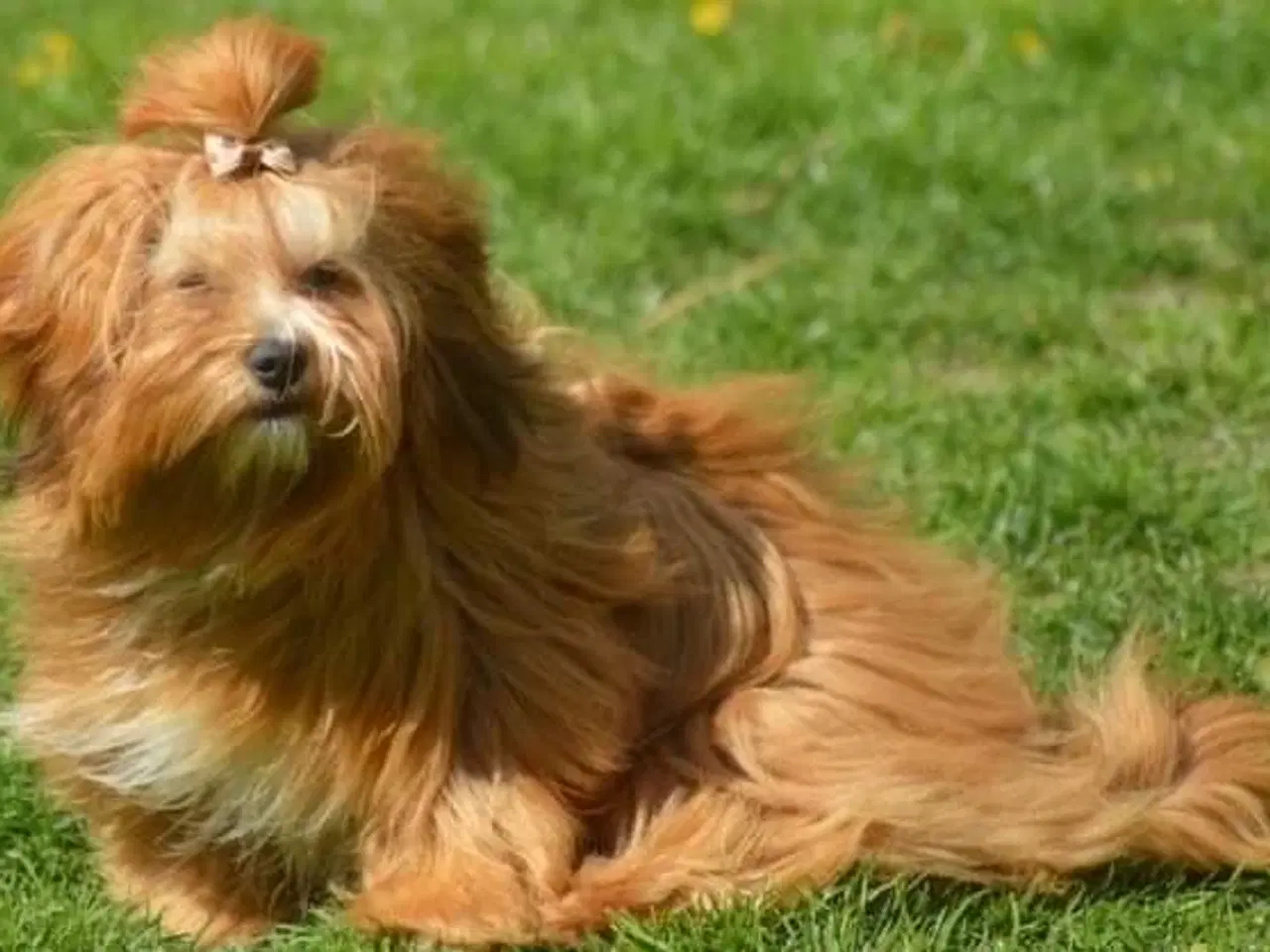 Billede 9 - 💕Skal sødeste Ditte være din 💕