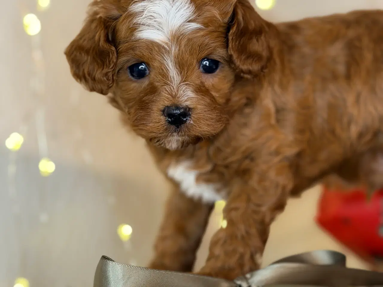 Billede 17 - Cavapoo dreng