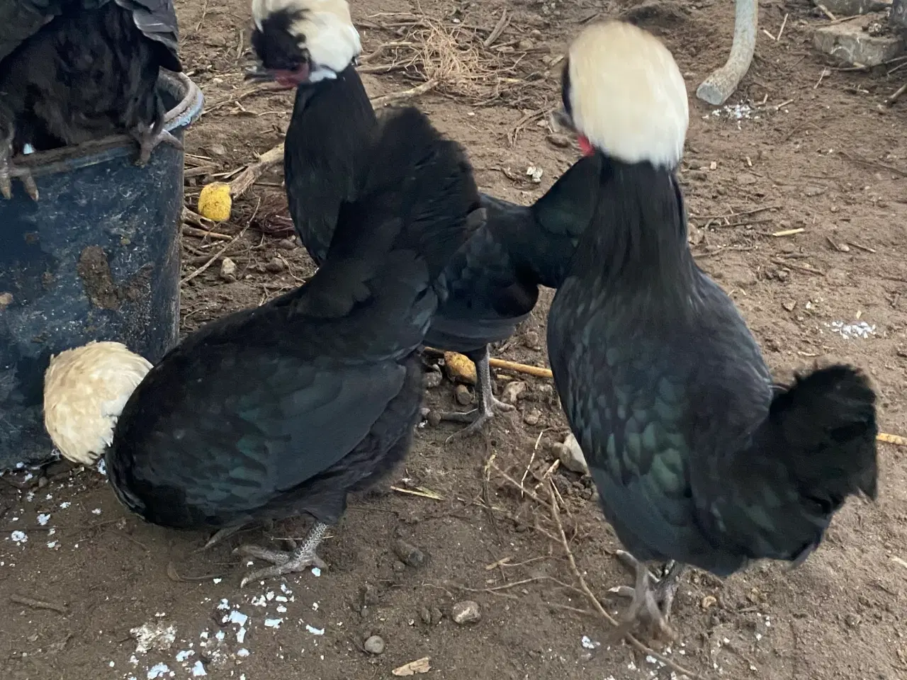 Billede 3 - 4 toppede hollændere høns