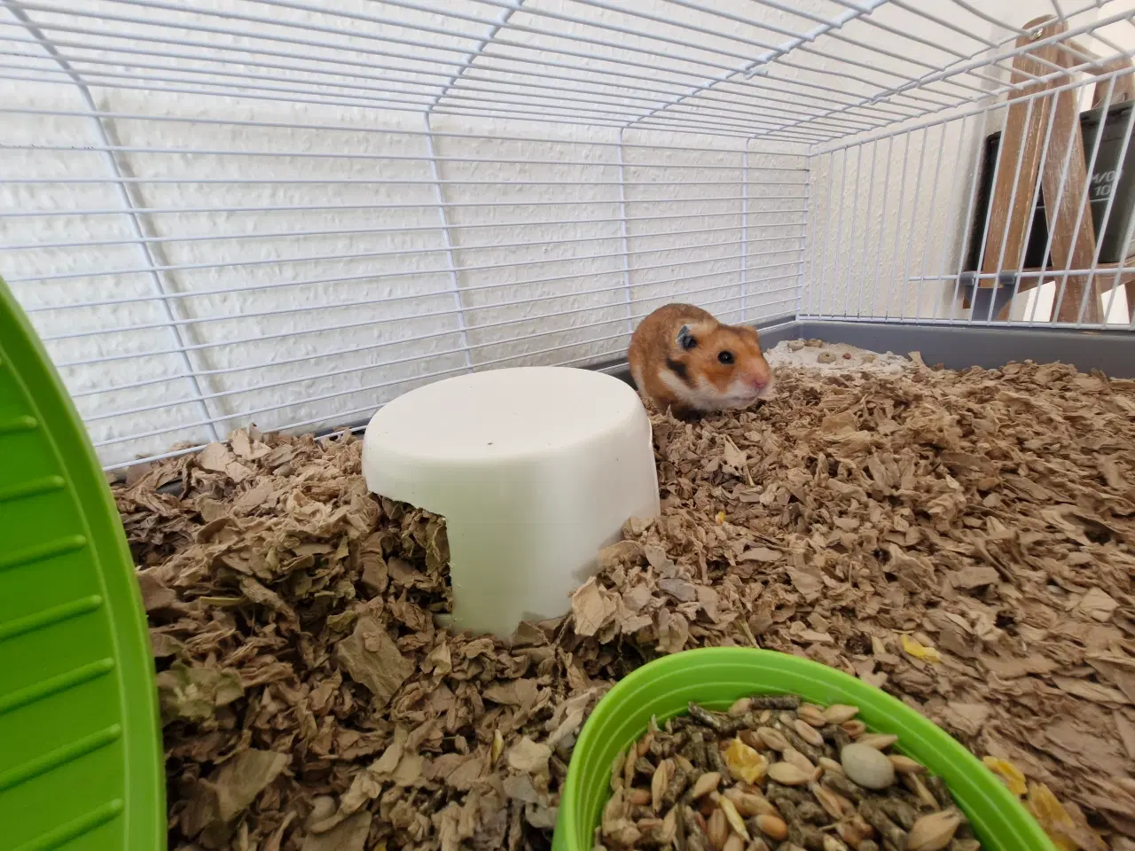 Billede 2 - Guldhamster ca 9 måneder gammel. Han hedder Martin