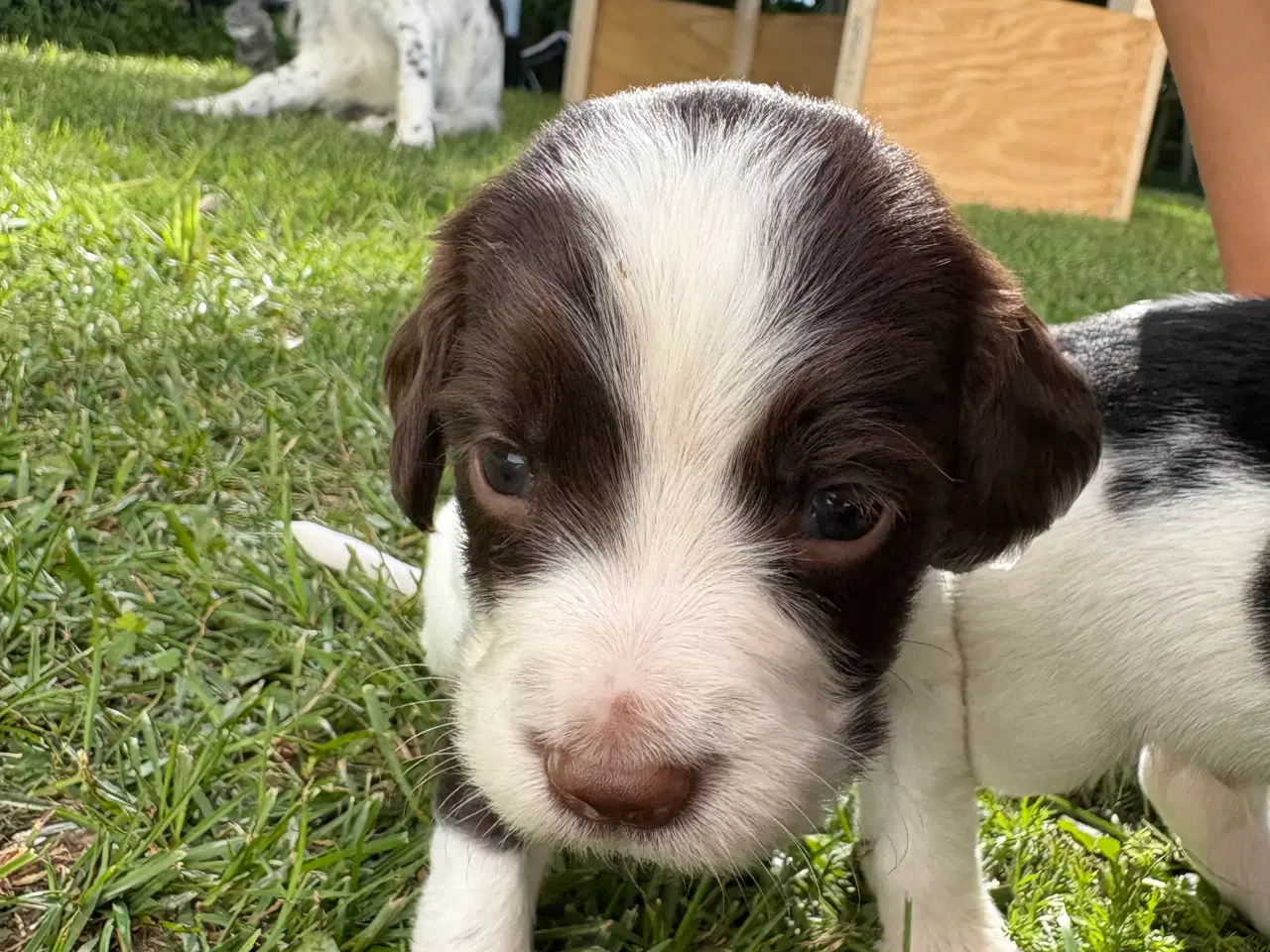Billede 12 - FT Springer Spaniel med stamtavle 