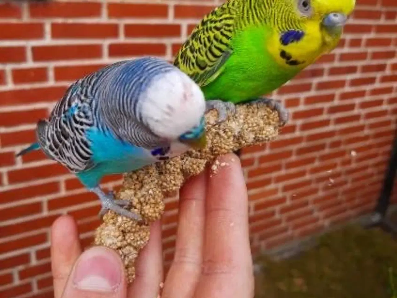 Billede 8 - Undulat (er), blå og grønne, hanner og hunner