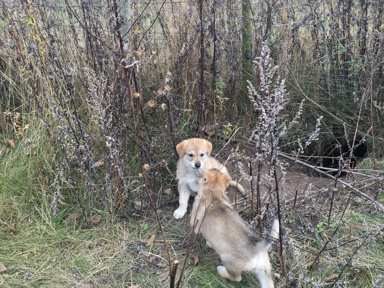 Billede 9 - Hvalpe af hvid schæfer og tjekkoslovakisk ulvehund