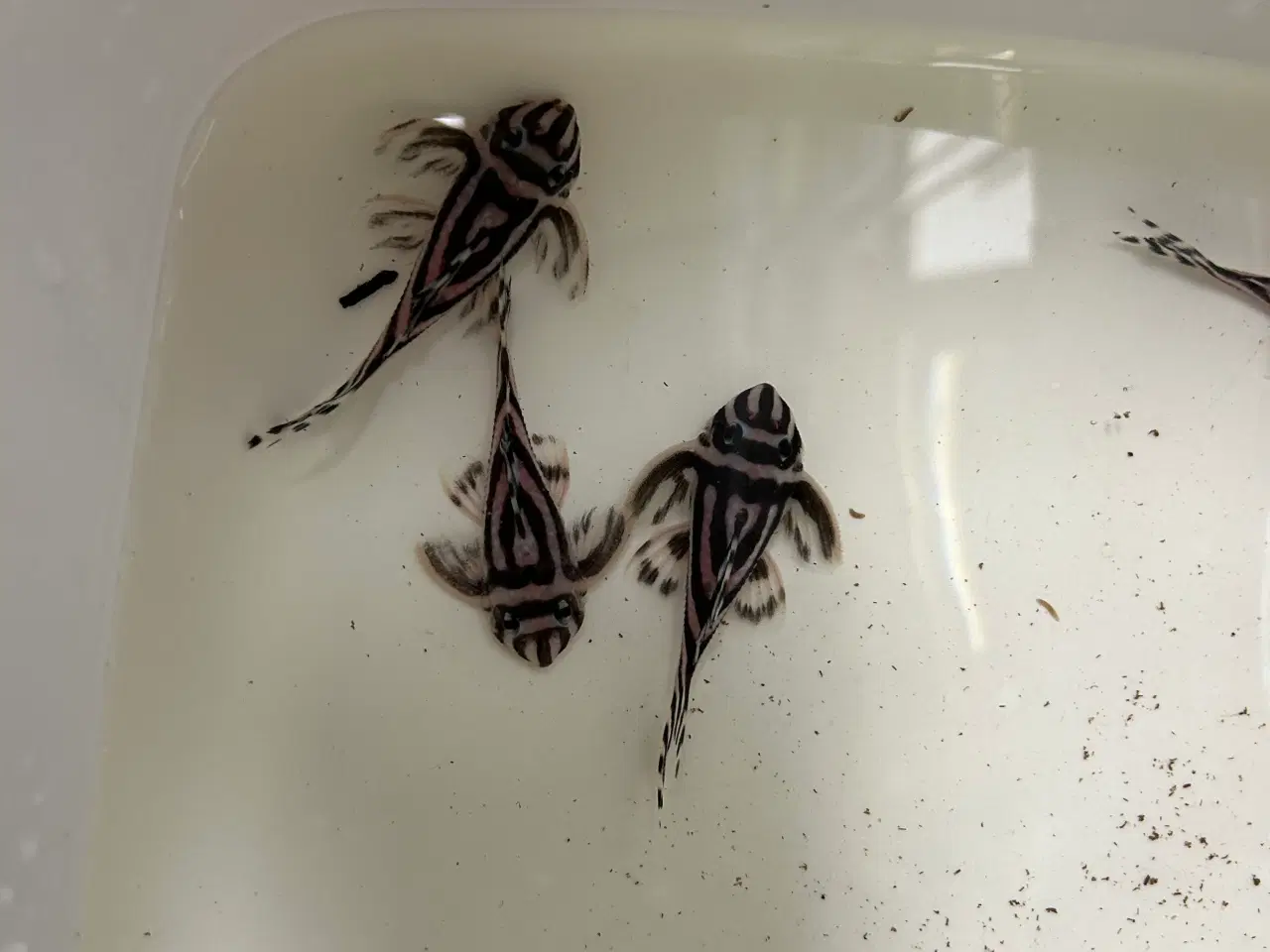 Billede 10 - L46 Hypancistrus Zebra