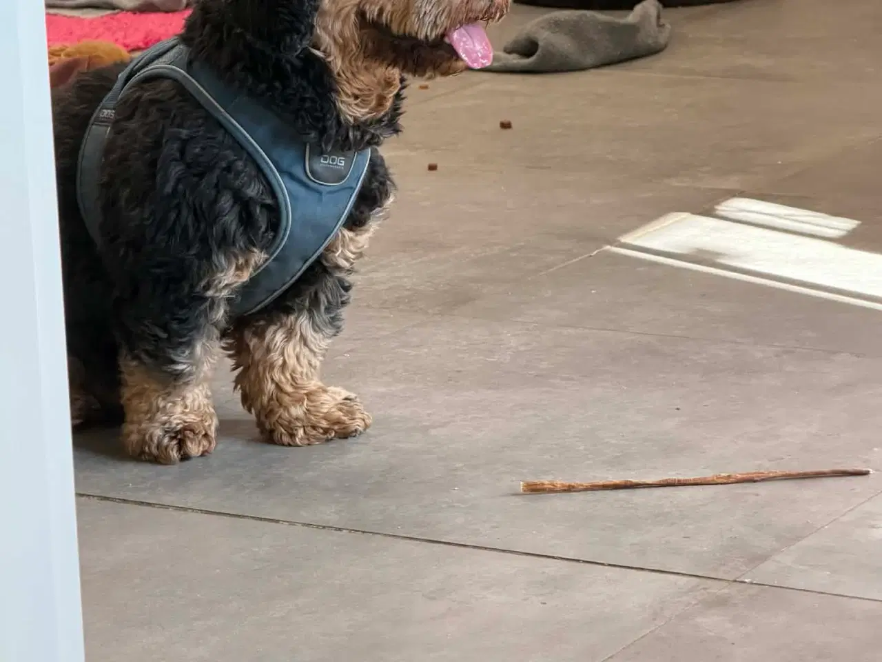 Billede 5 - 🐾 Søde Balder søger sit helt rette hjem 🐾