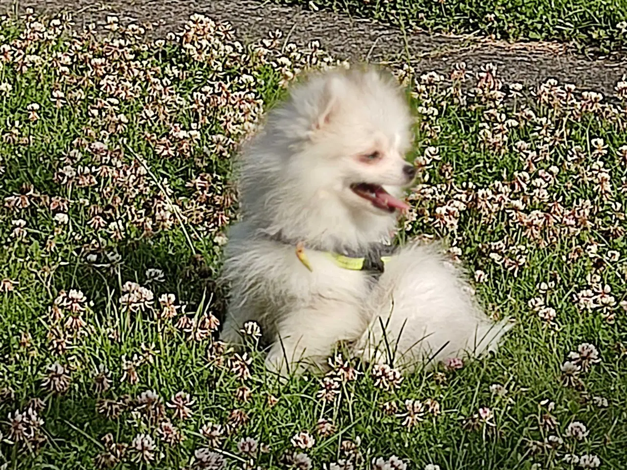 Billede 15 - Mini Pomeranian 