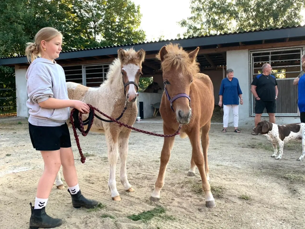 Billede 6 - Smuk islændervallak