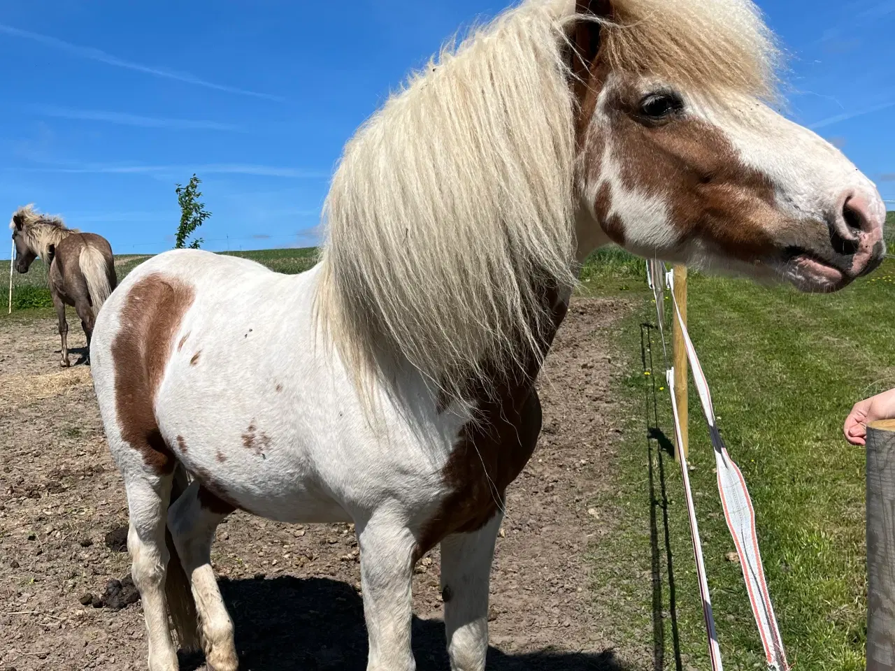 Billede 7 - Lækreste føllebasse efter Sigursteinn