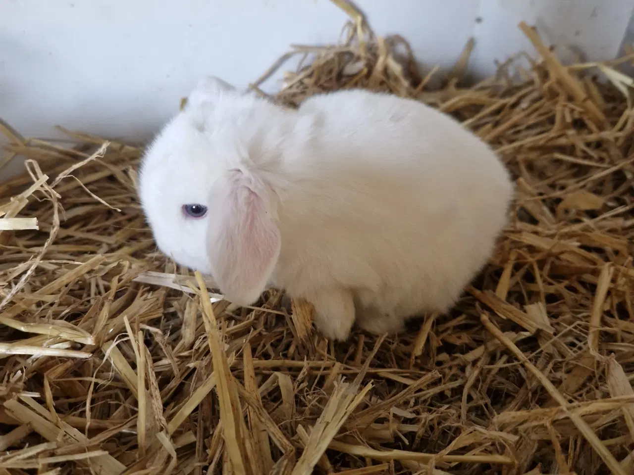 Billede 4 - Minilop unge 