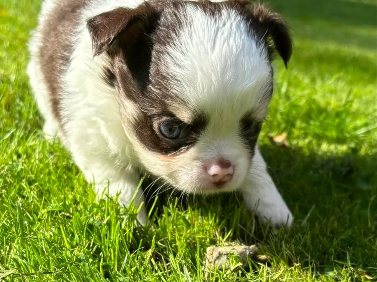 Billede 1 - Chihuahua hvalp sort/brun han langhåret