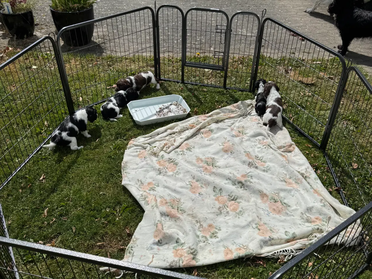 Billede 4 - FT springer hvalpe sælges 