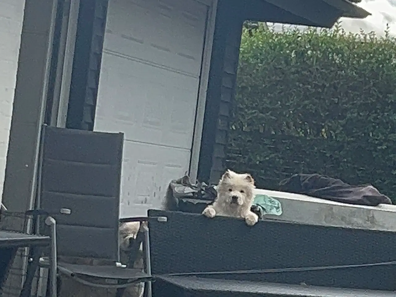 Billede 3 - Smuk og kærlig Chow Chow – 6 måneder, sund og glad