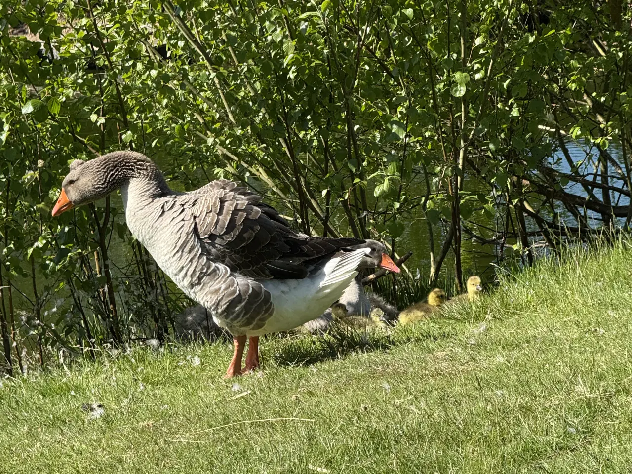 Billede 3 - KØBES - SØGER