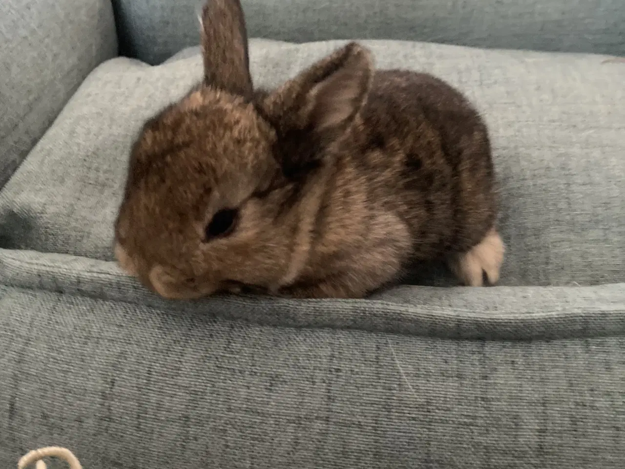 Billede 6 - Kælne dværgvædder 