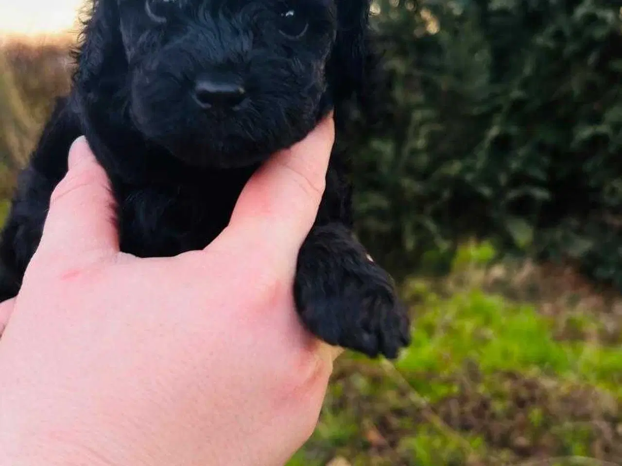 Billede 4 - 🐶 Smukke sorte toy/mini puddel hvalpe – 5 uger