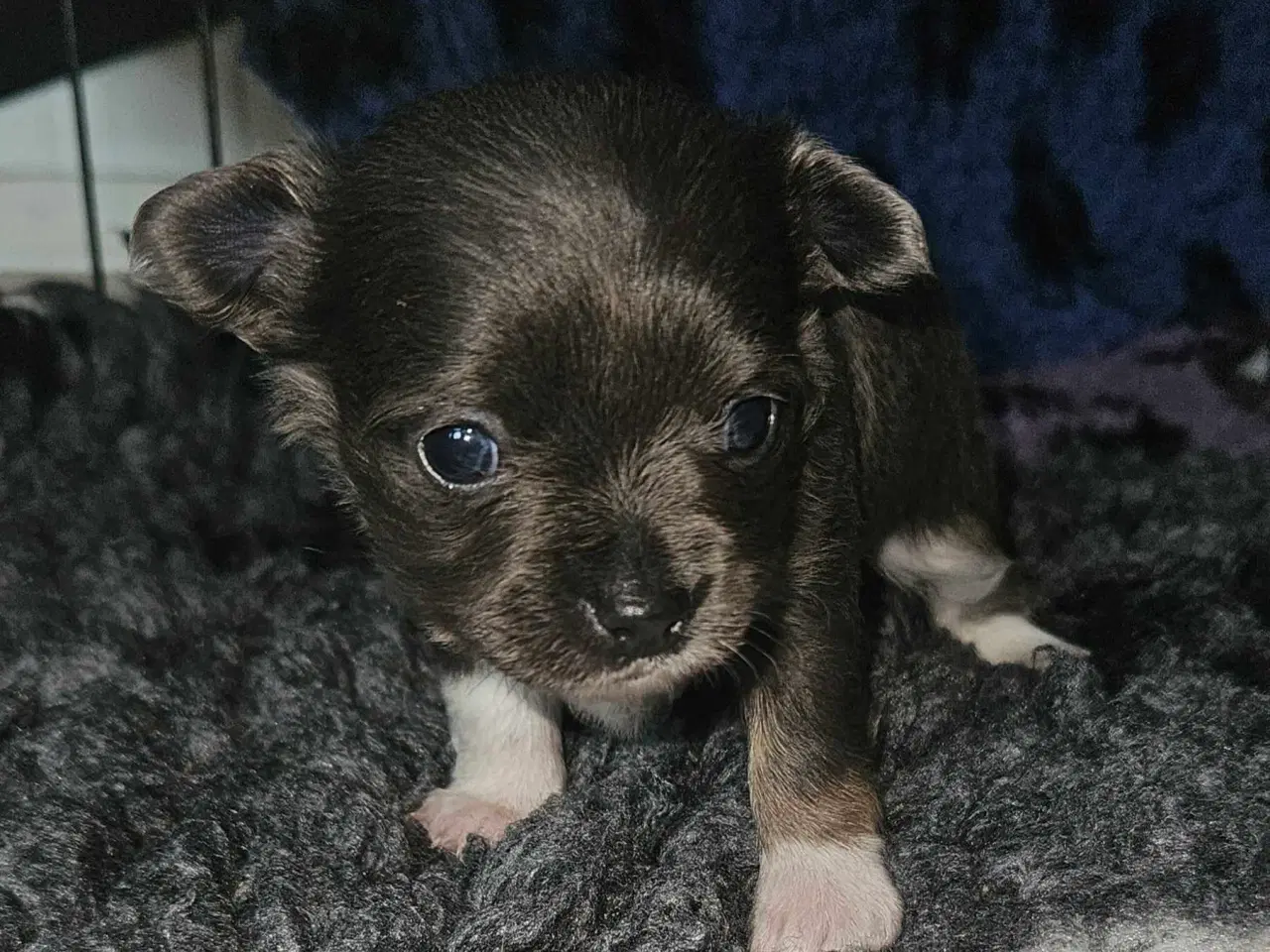 Billede 4 - 3 drenge 2 langhåret 1 korthårog 1 pige langhåret 