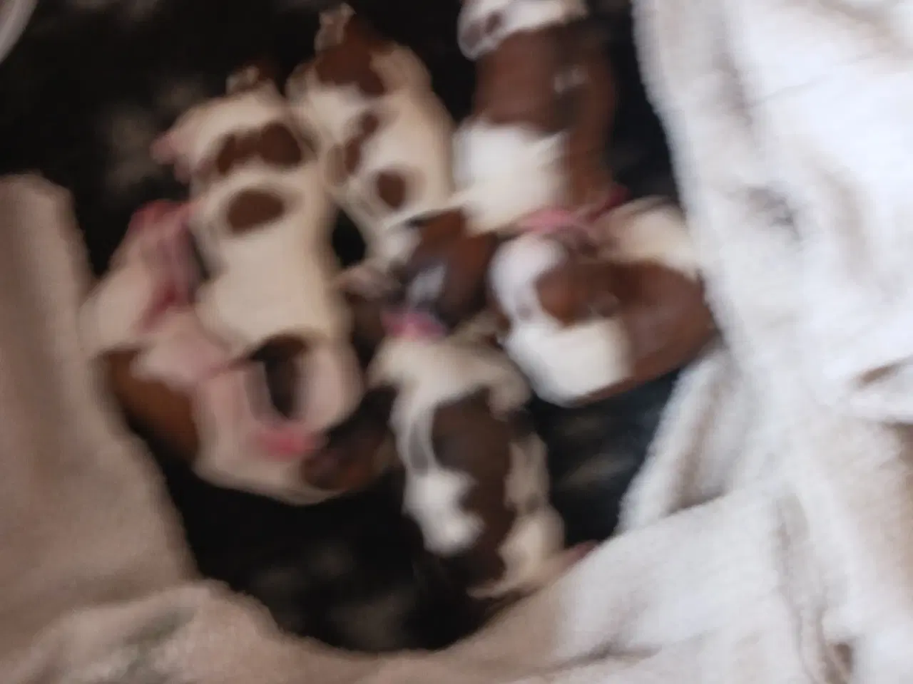 Billede 2 - Lhasa apso/sitzu 