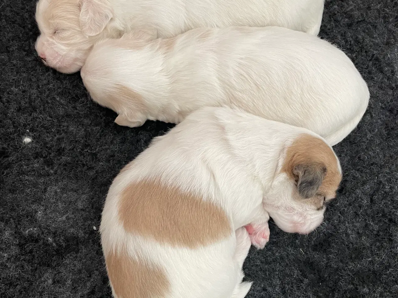 Billede 2 - 3 dejlige coton de tulear hvalpe søger nye familie