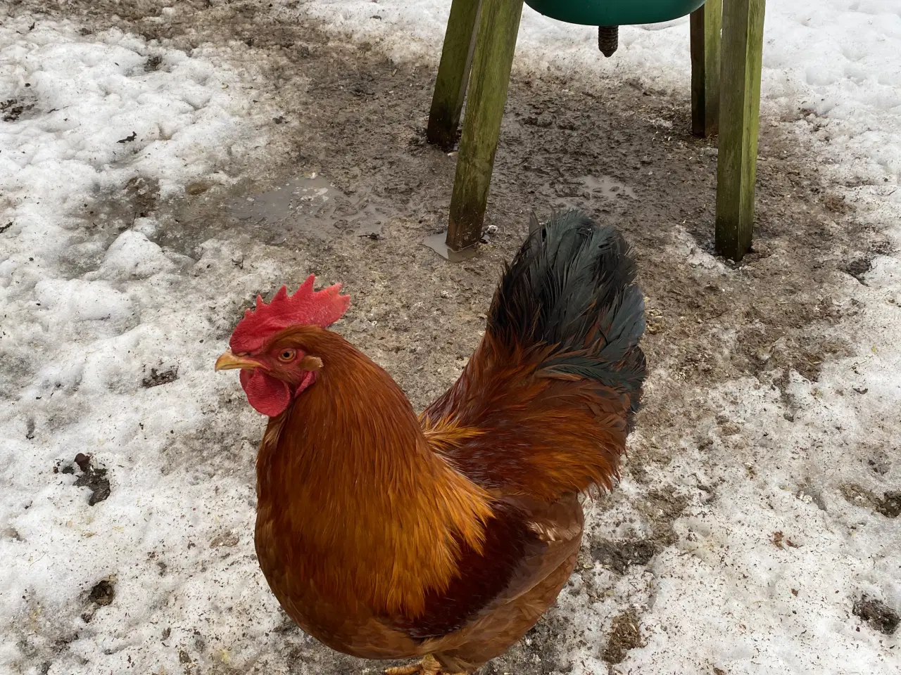 Billede 1 - New Hampshire Hane