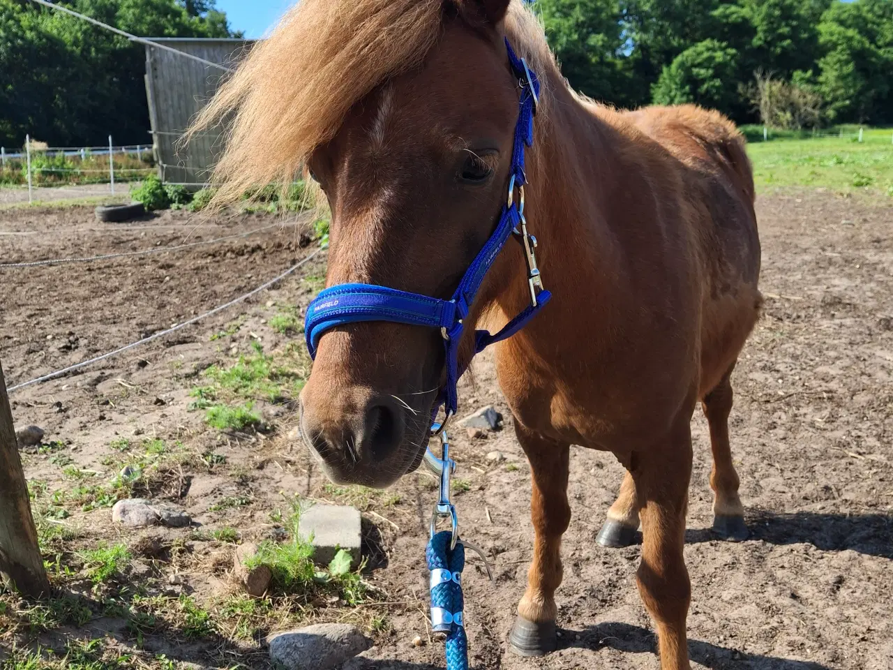 Billede 3 - Skøn pony vallak
